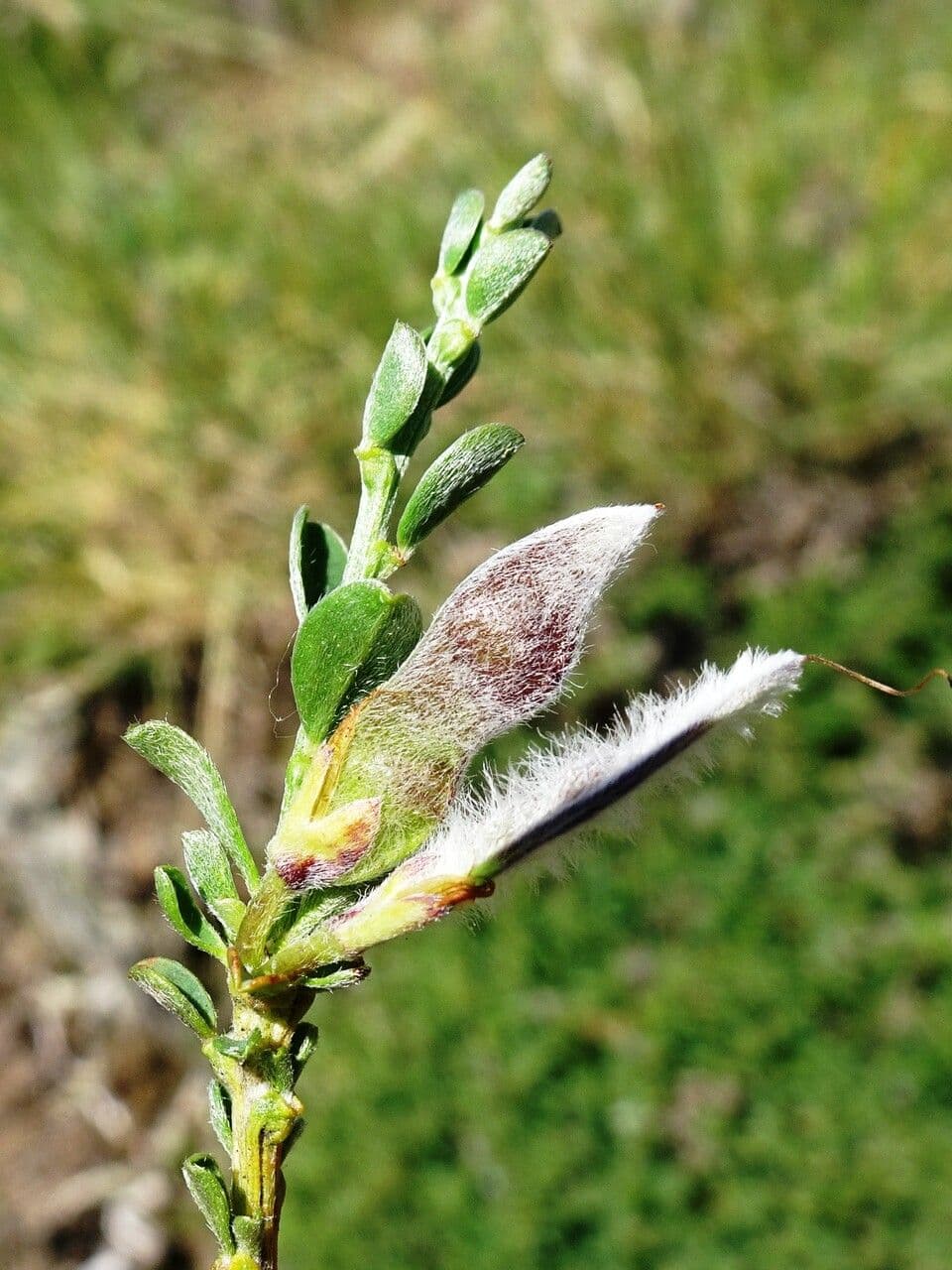 Haar-Ginster 5