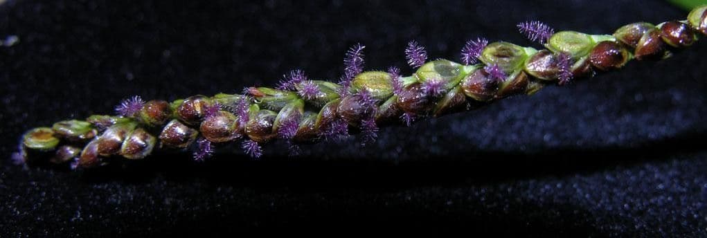 Paspalum plicatulum 4