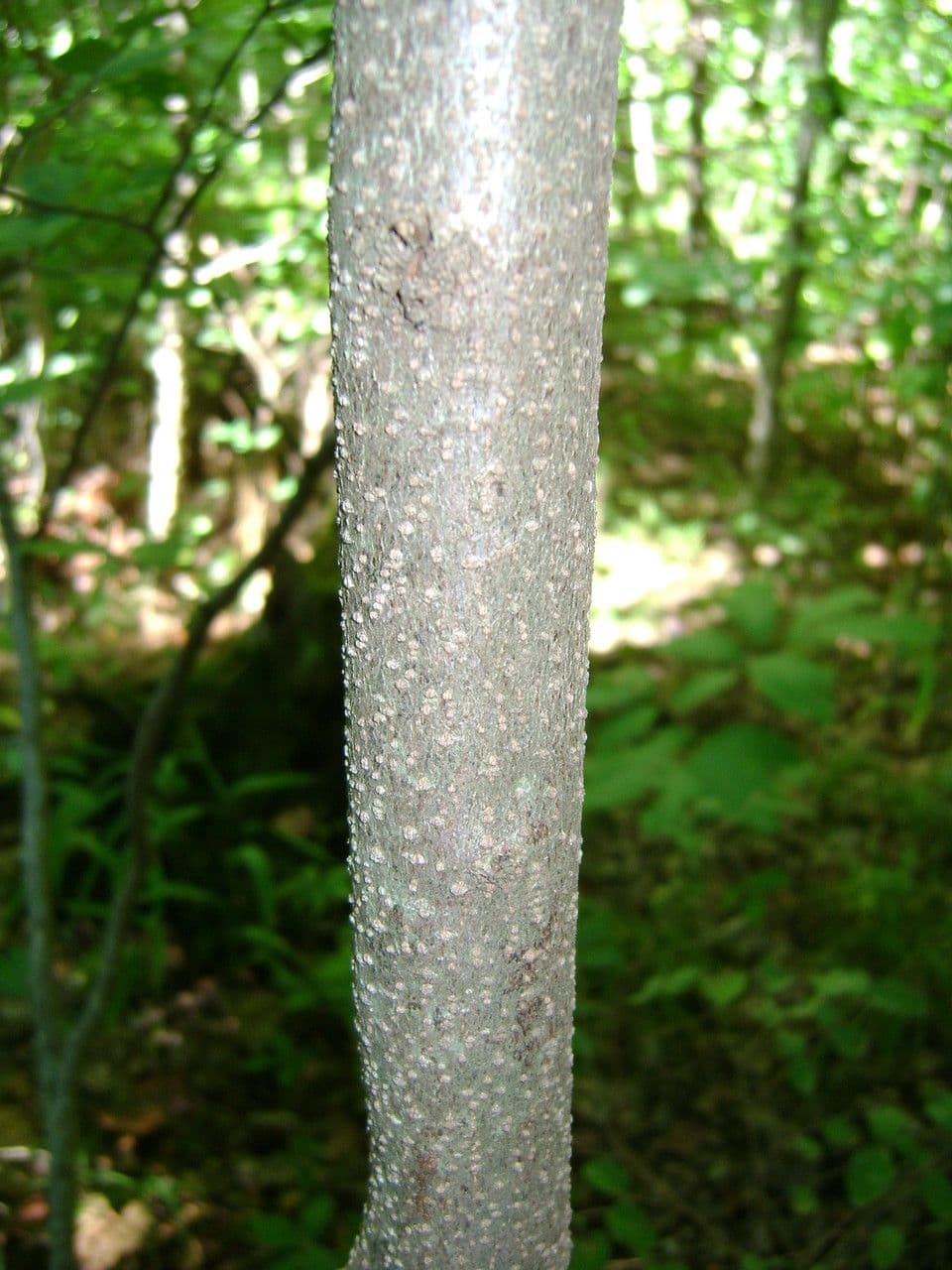 Lindera benzoin 22