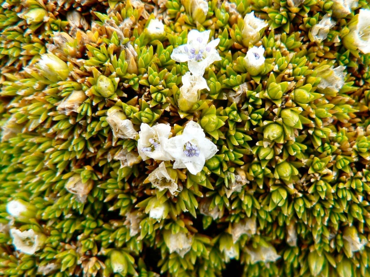 Arenaria