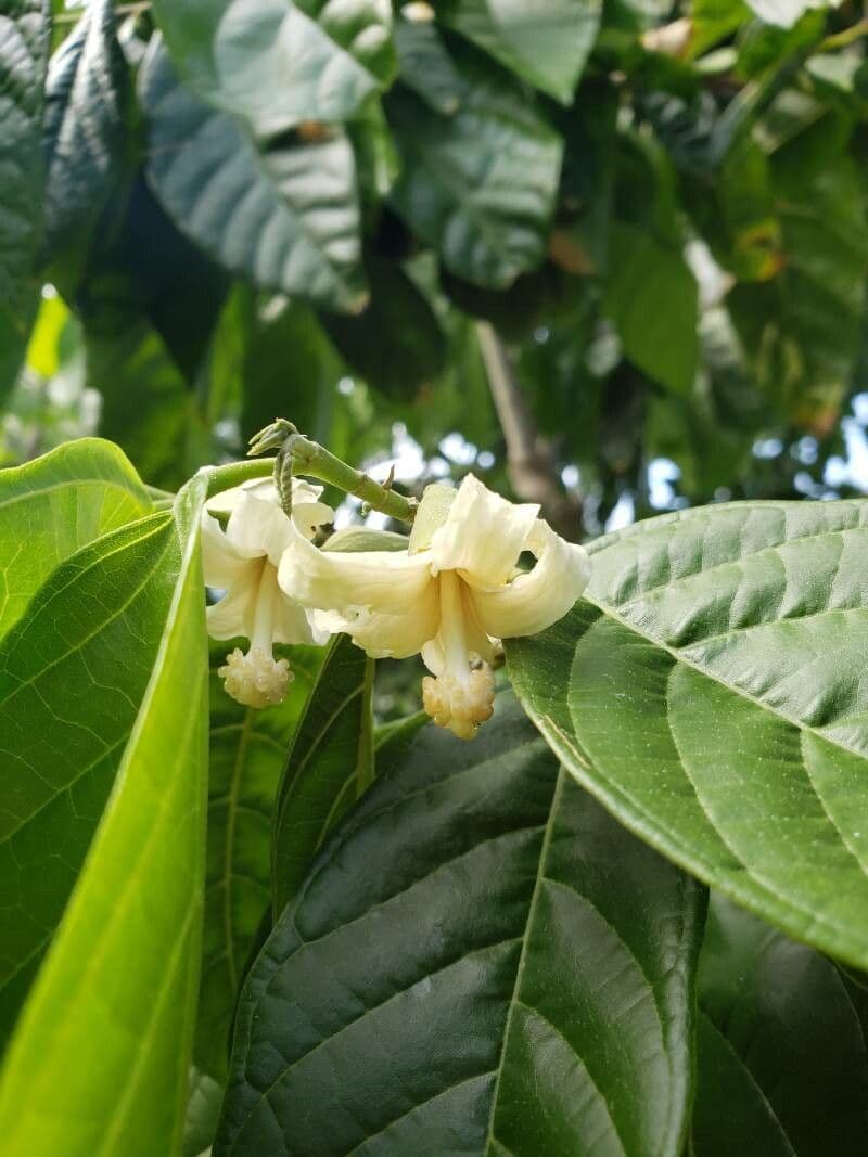 Quararibea funebris 7