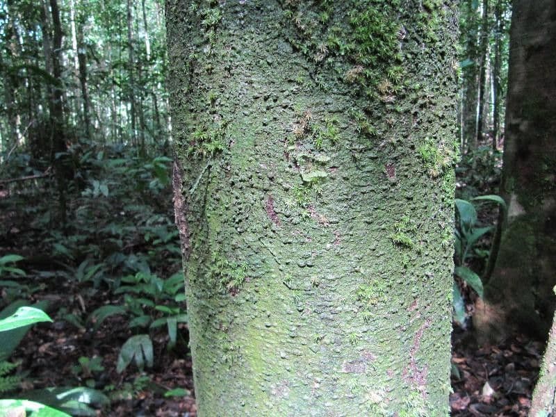 Eperua 4