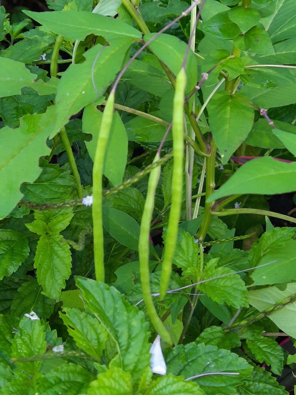 Cleome 3