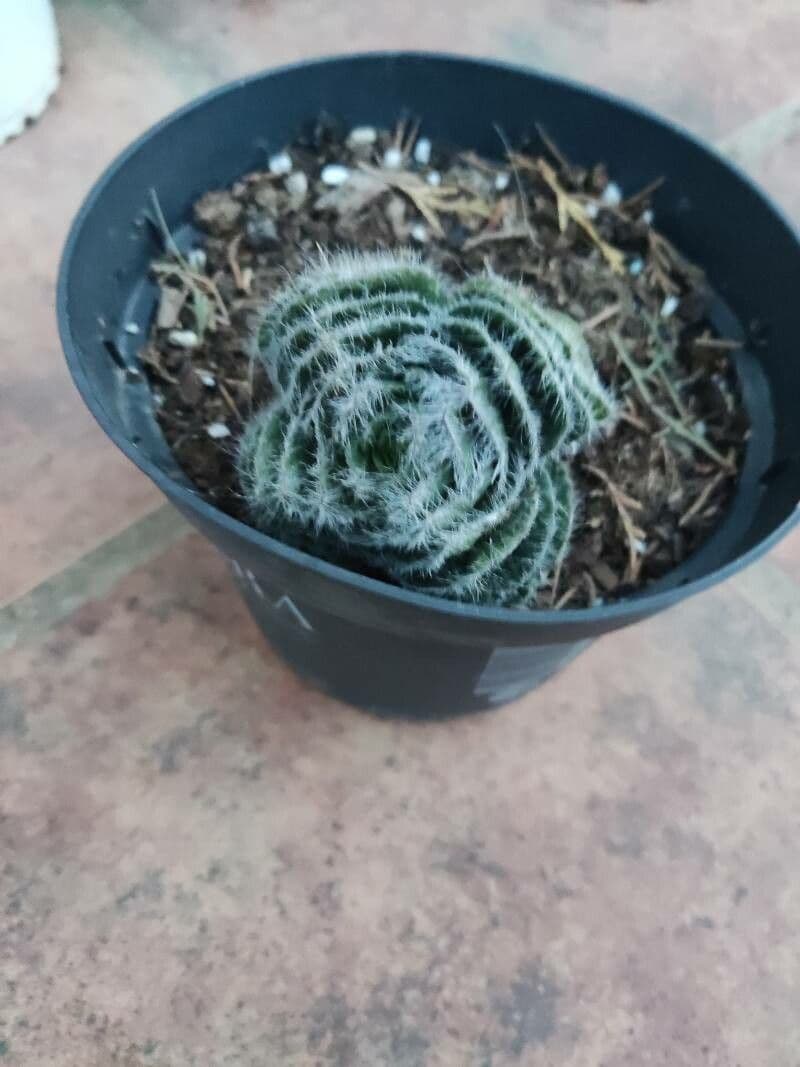 Crassula 6