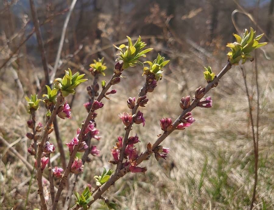 Fior di stecco 25