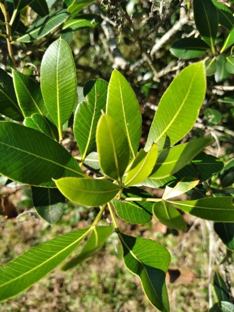 Legno robusto brasiliano 3