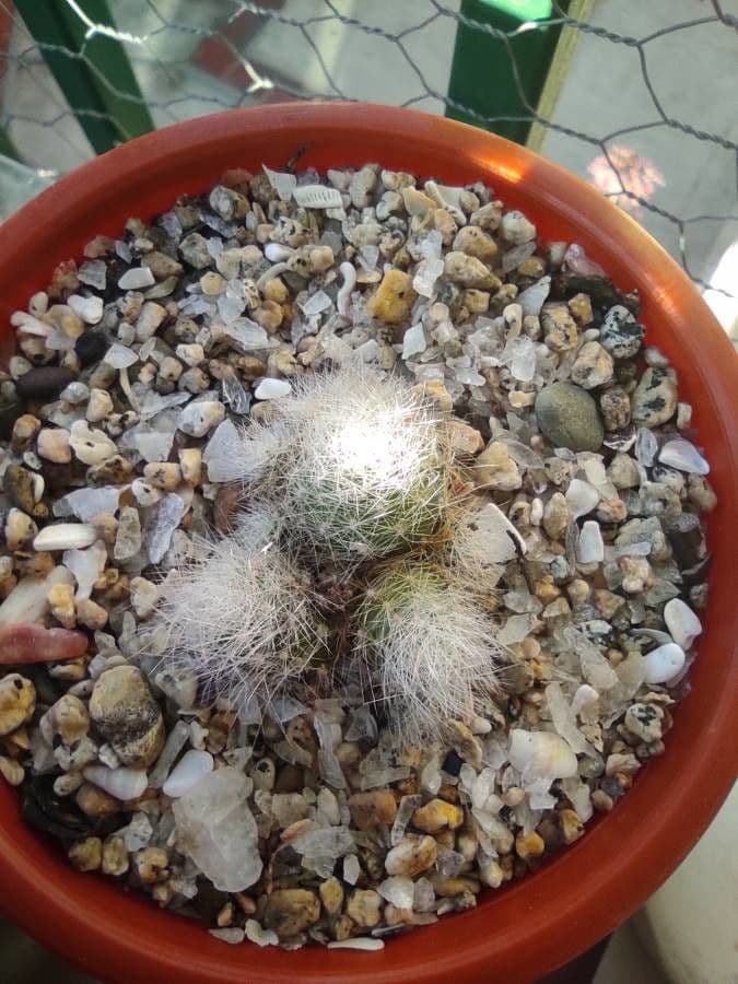 Cactus