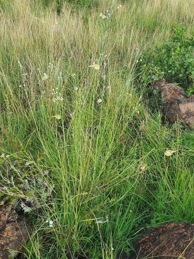 Gomphocarpus 14