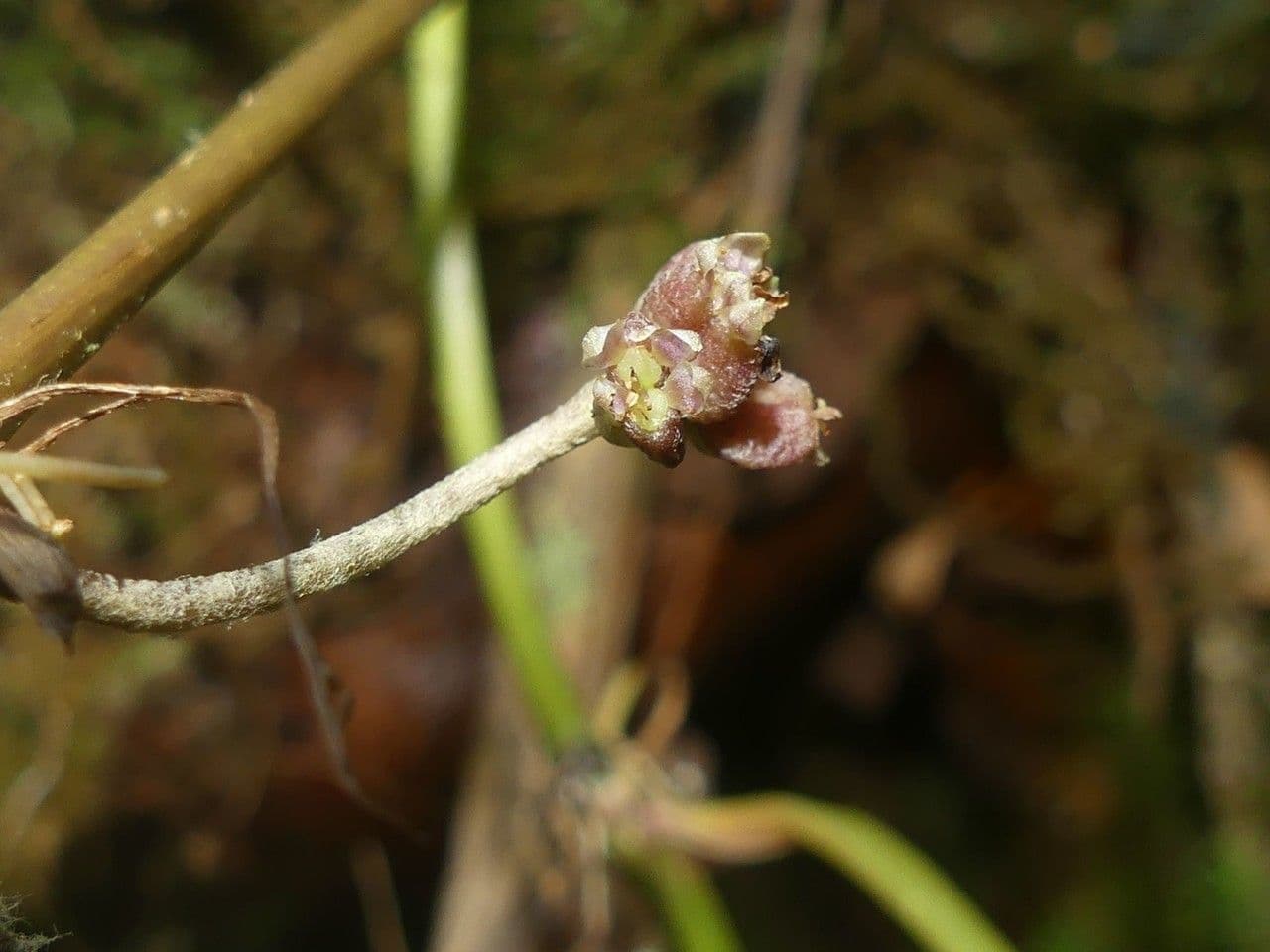 Centella asiatica 4