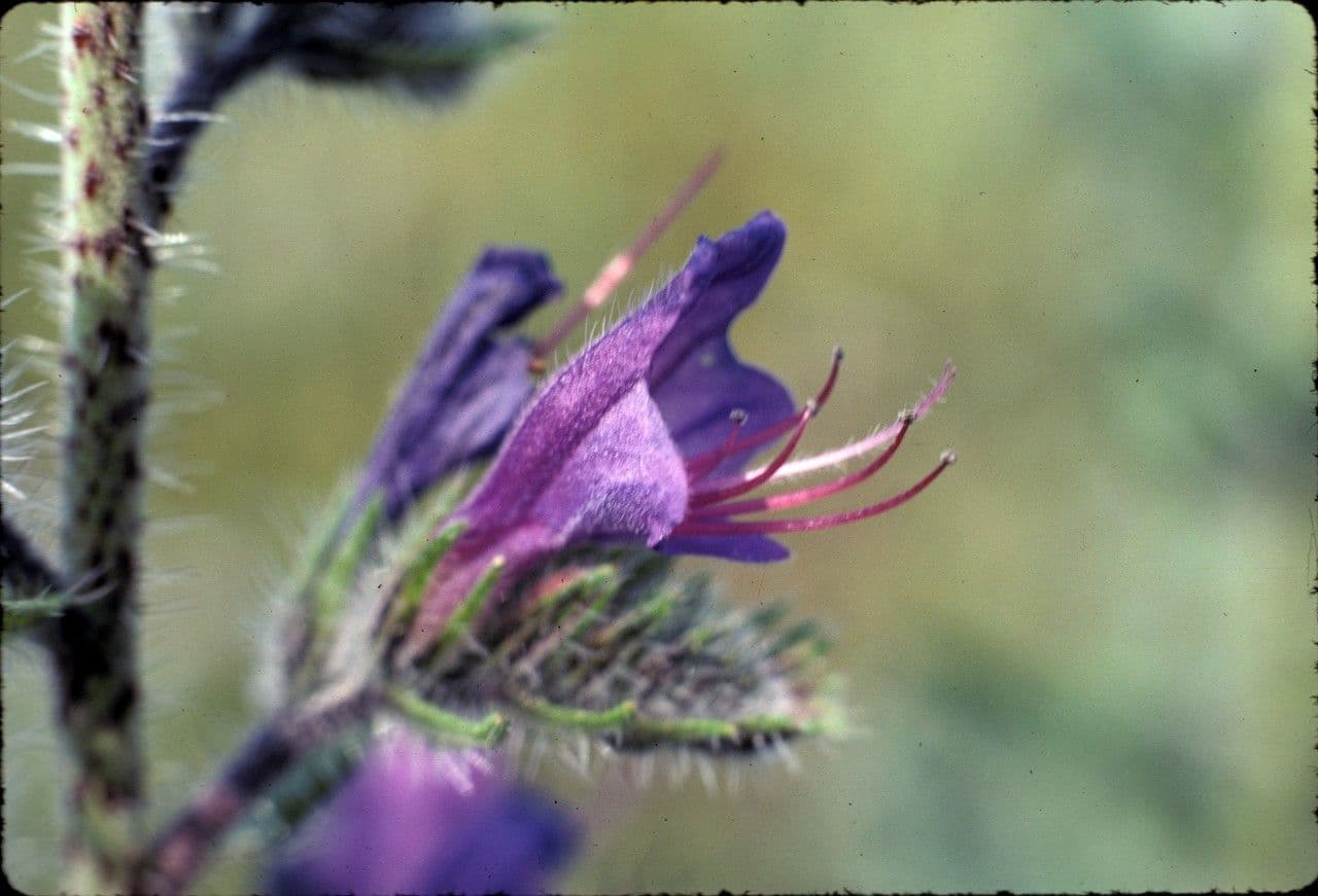 Echium