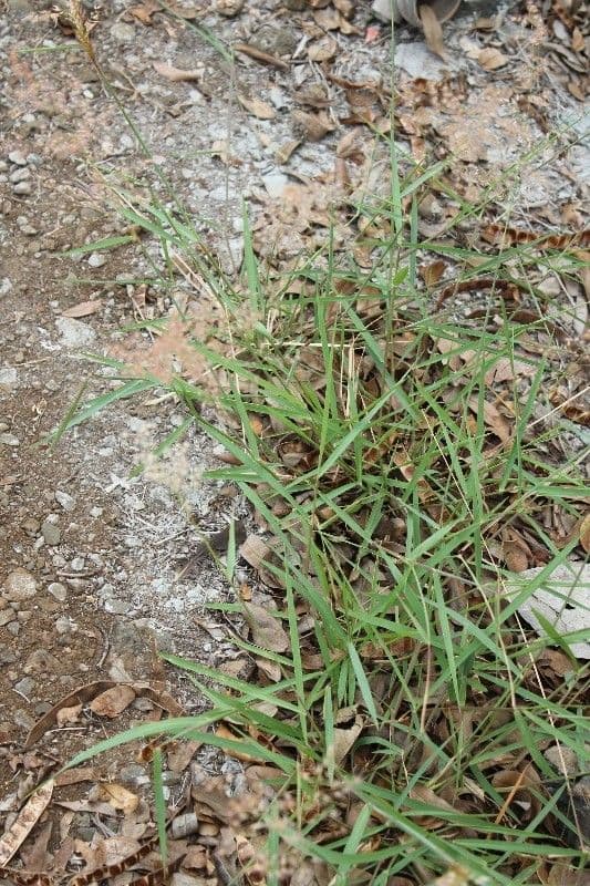 Gramigna indiana 11