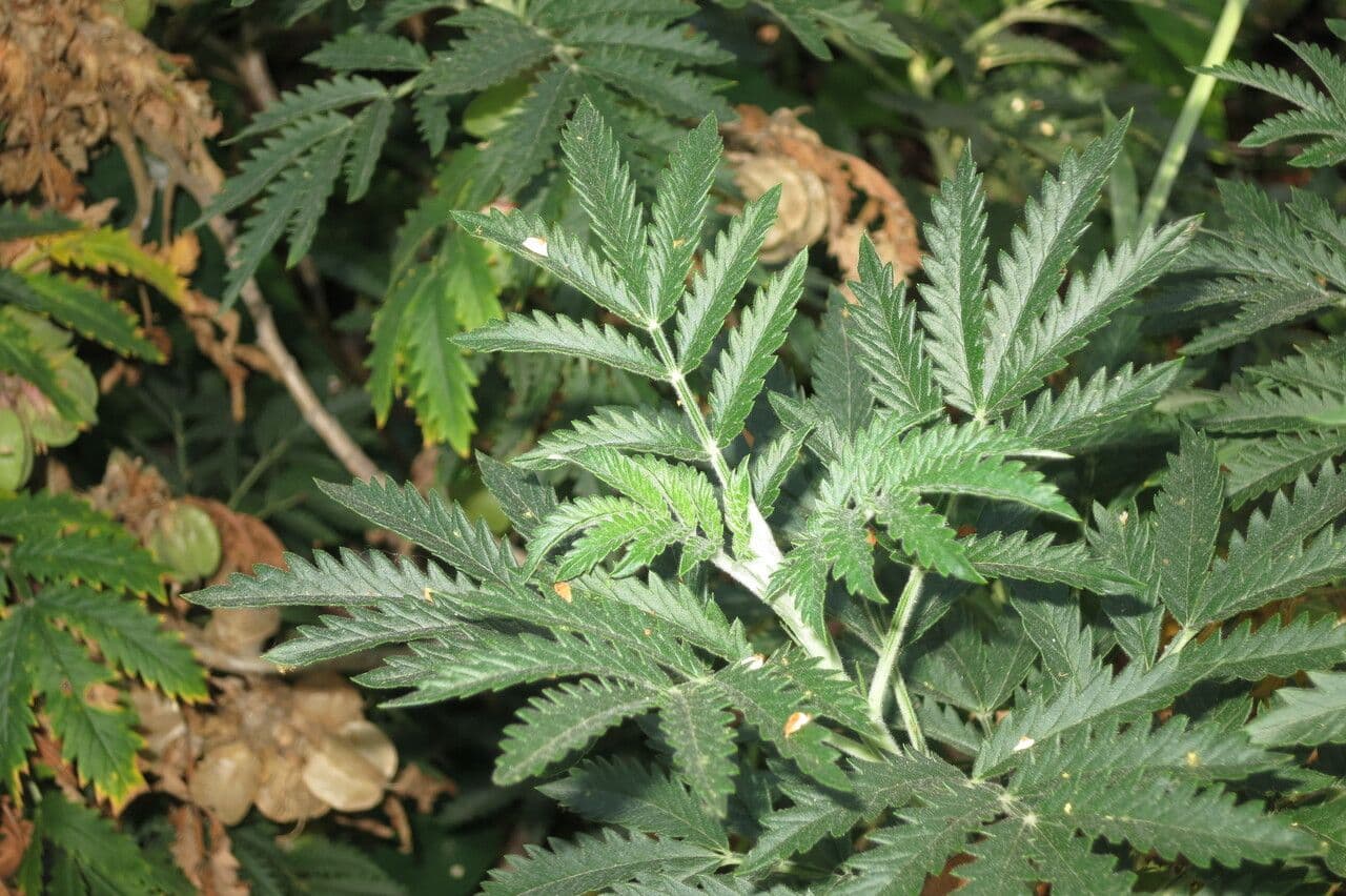 Melianthus 8