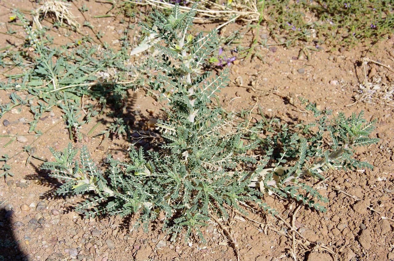 Astragalo 13