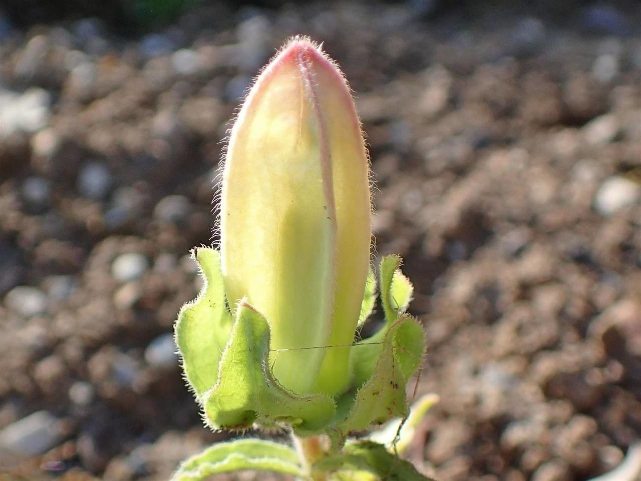 Canapetta 5