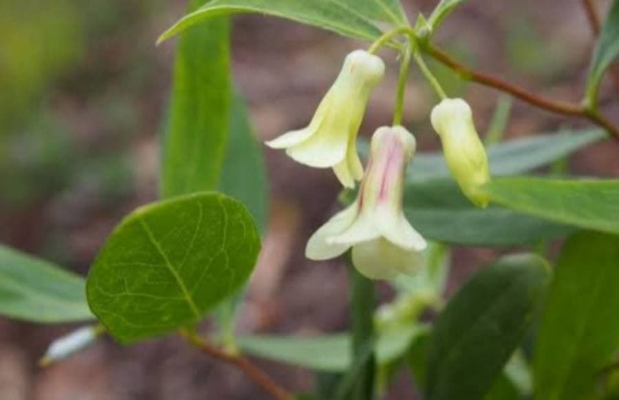 Billardiera