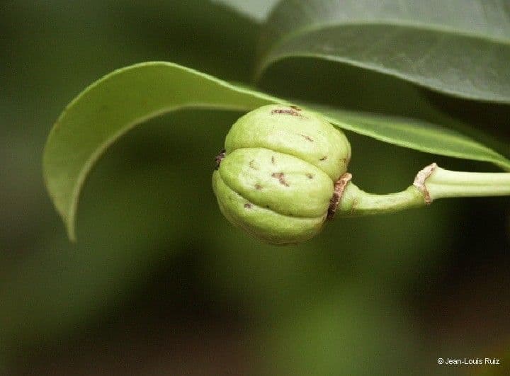 Baloghia 3