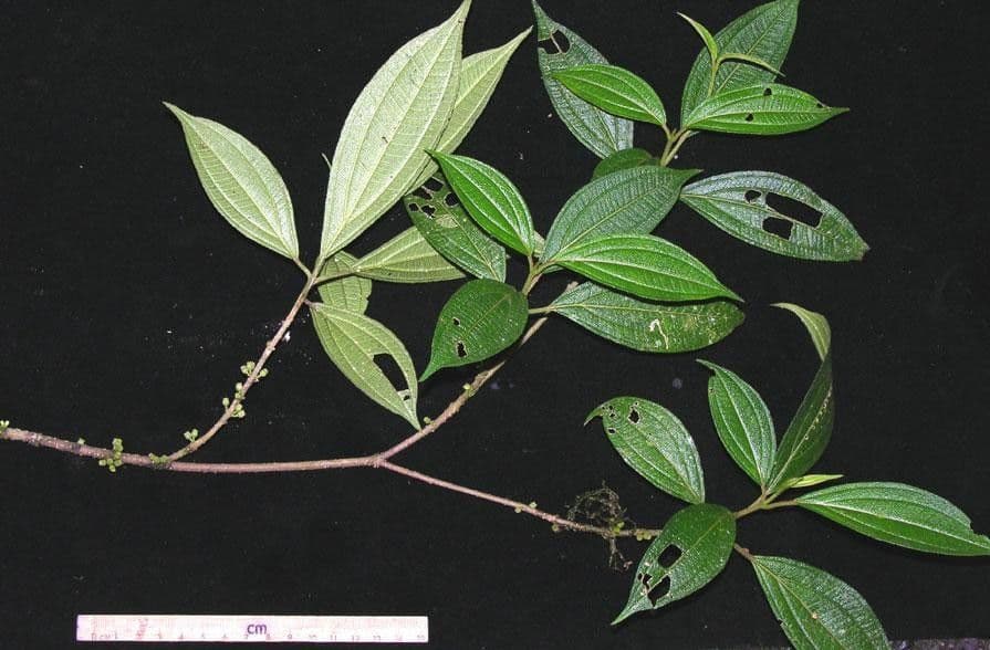 Henriettea tuberculosa 10