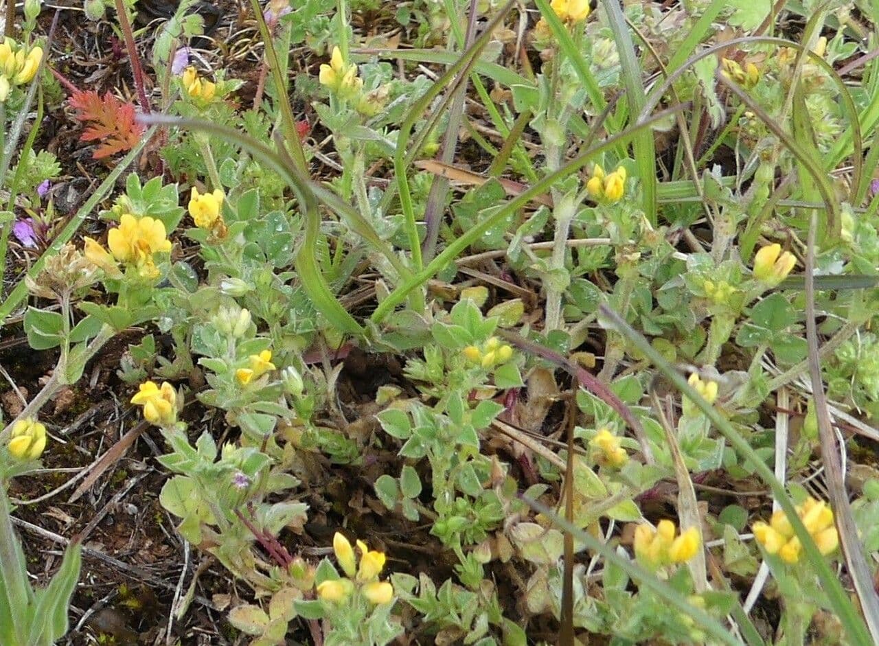 Erba medica minima 6
