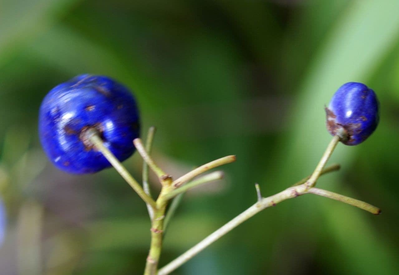Dianella 2
