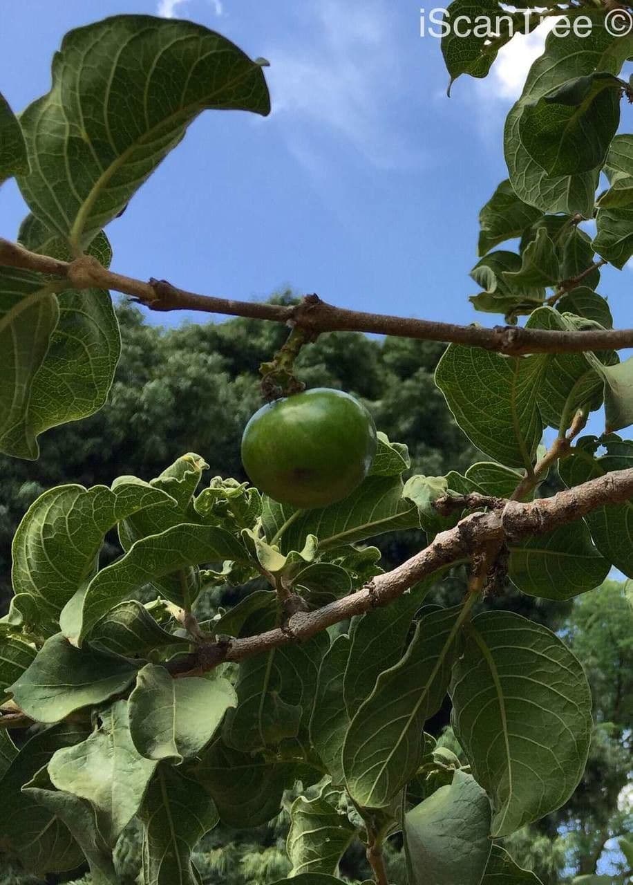 Vangueria