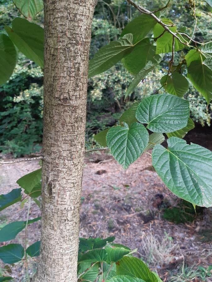Arce de hoja de tilo 9