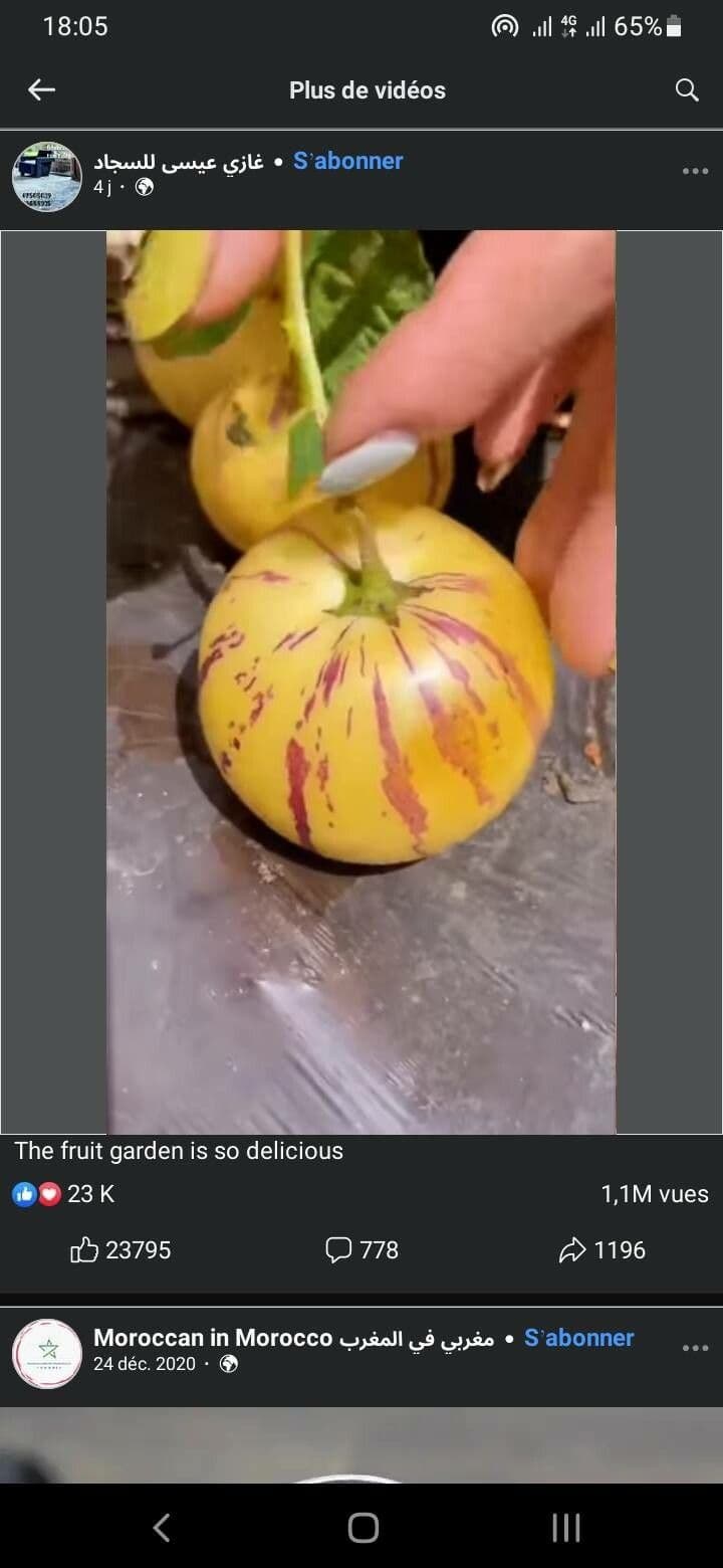Pepino