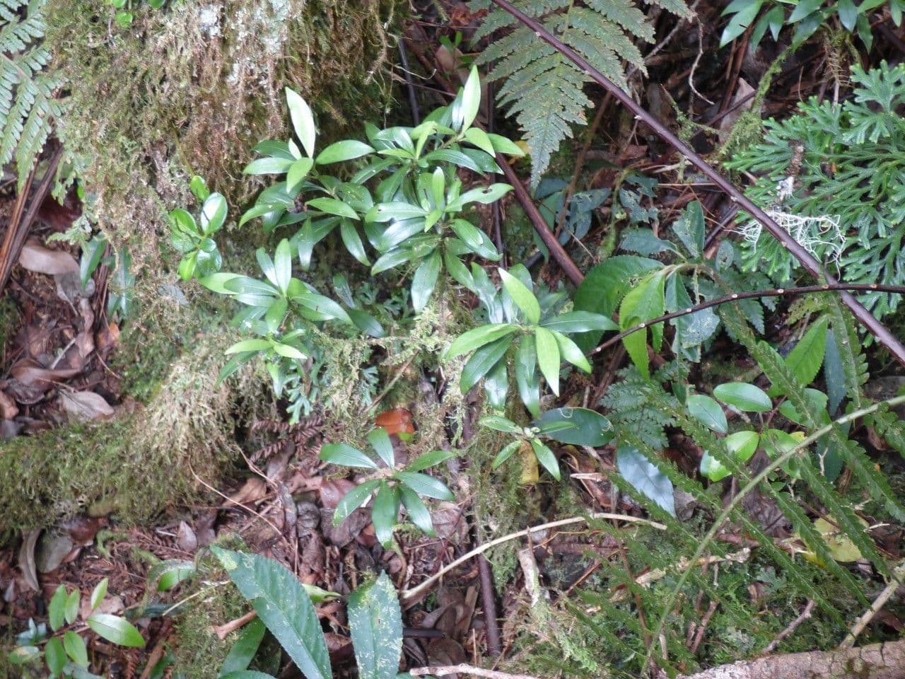 Psychotria 3