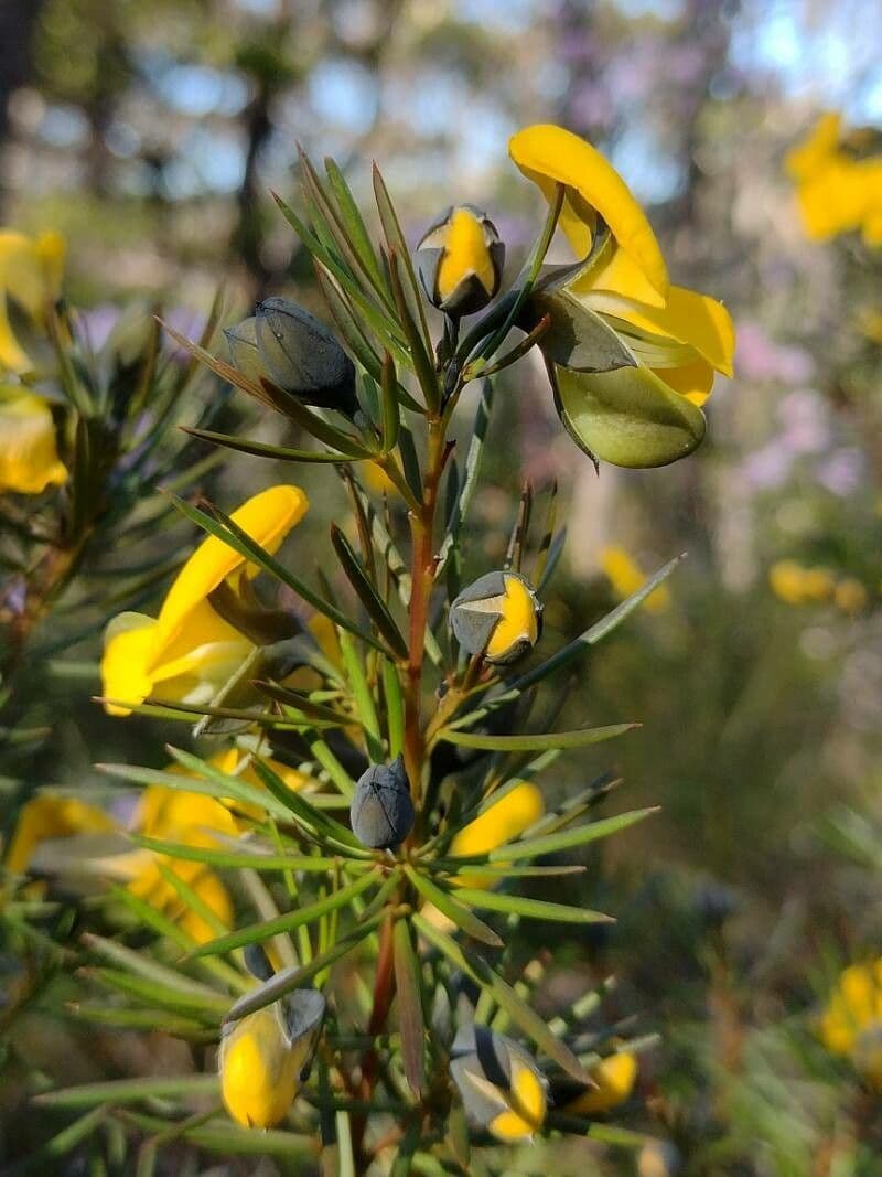 Gompholobium grandiflorum 3