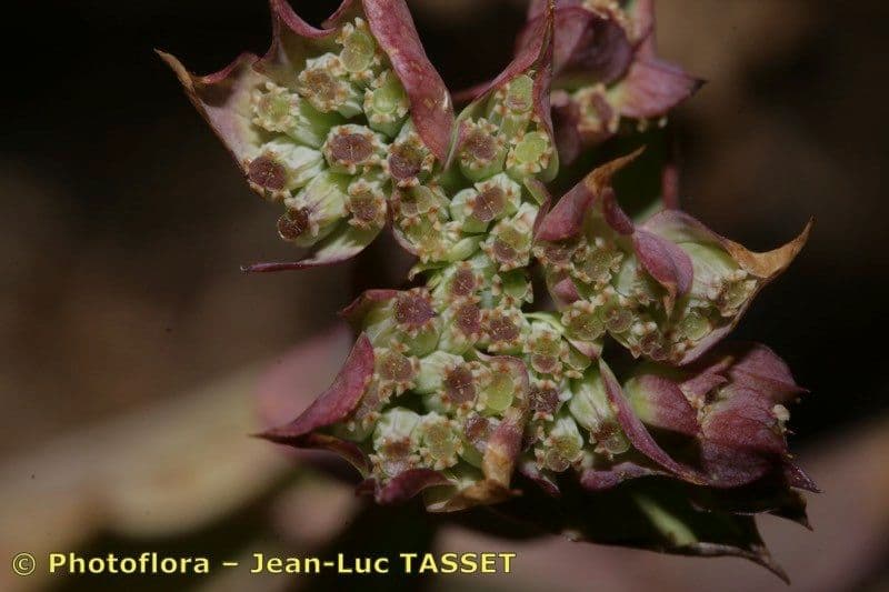 Bupleurum rotundifolium 3