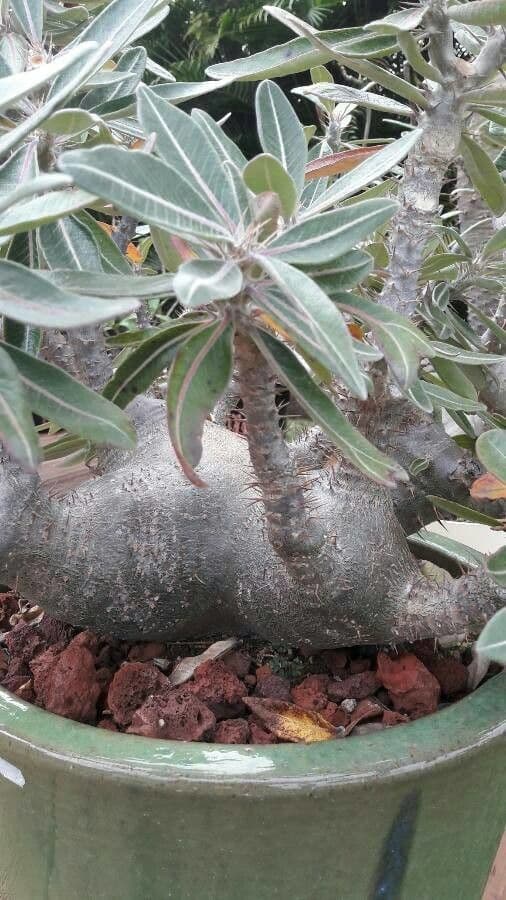 Pachypodium 12