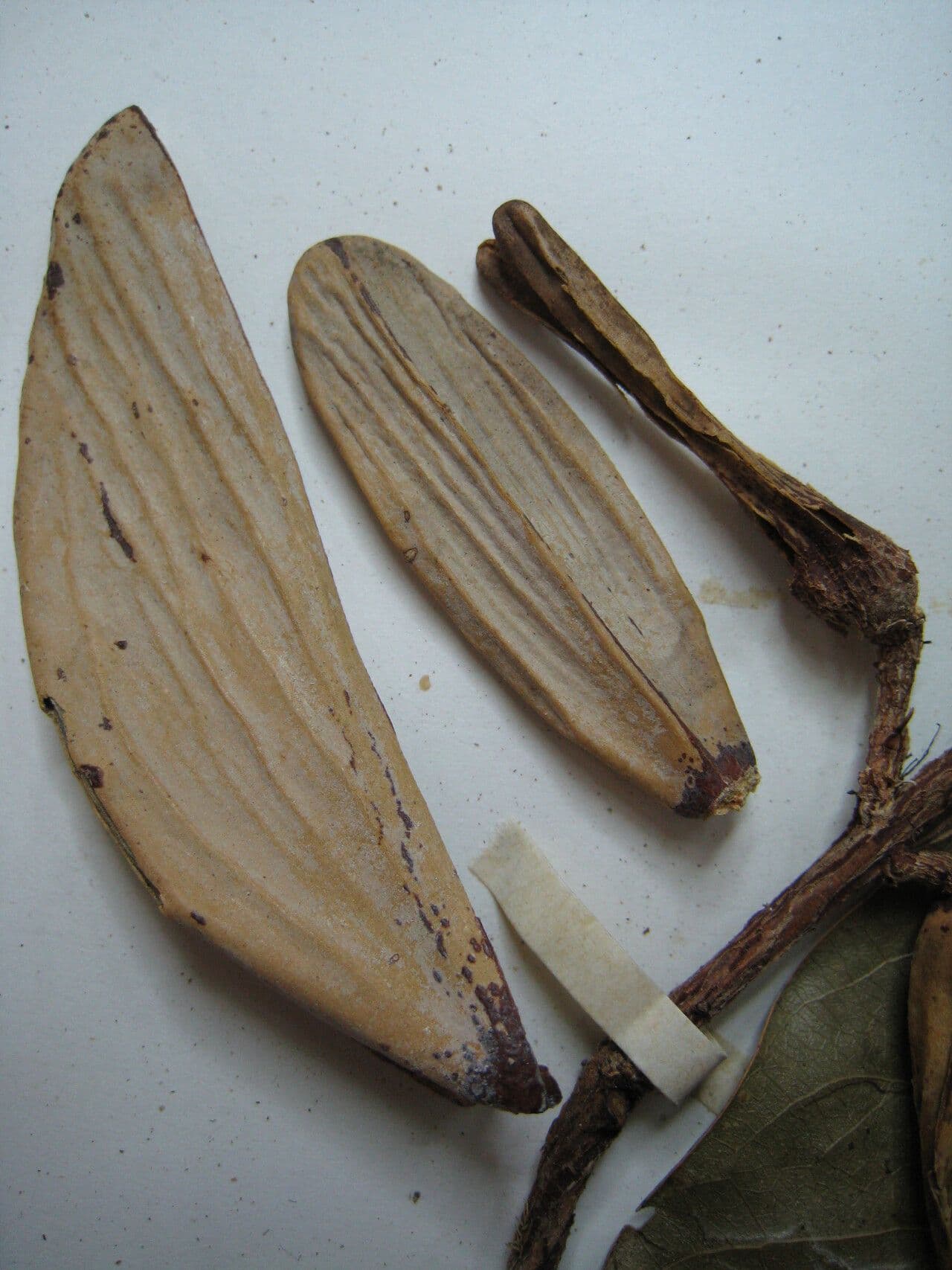 Hylenaea 4