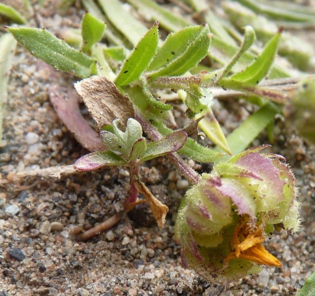 Dreikerniger Ringel 11