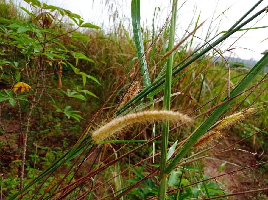 Setaria minore 3