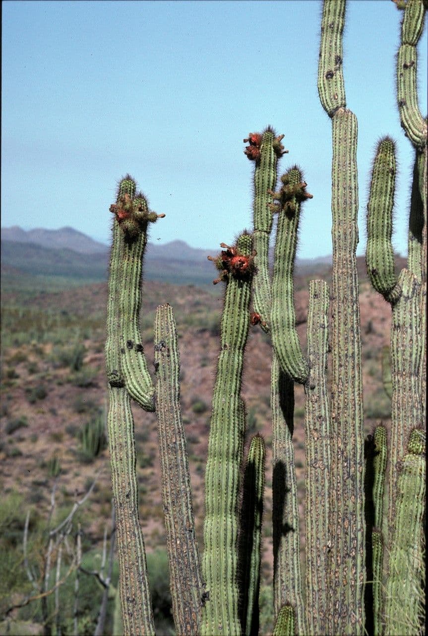Cactus organo 4