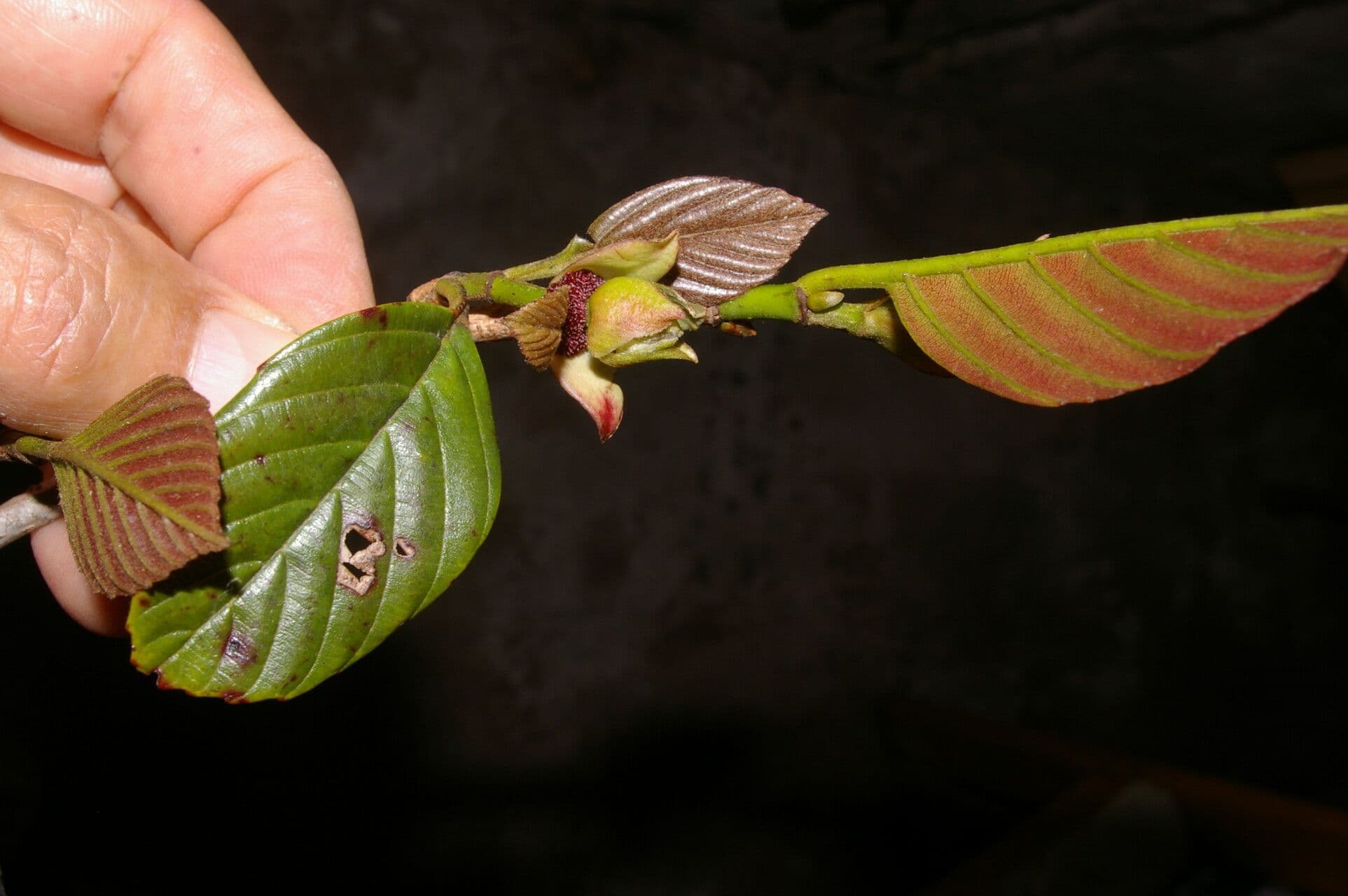 Ticodendron 6