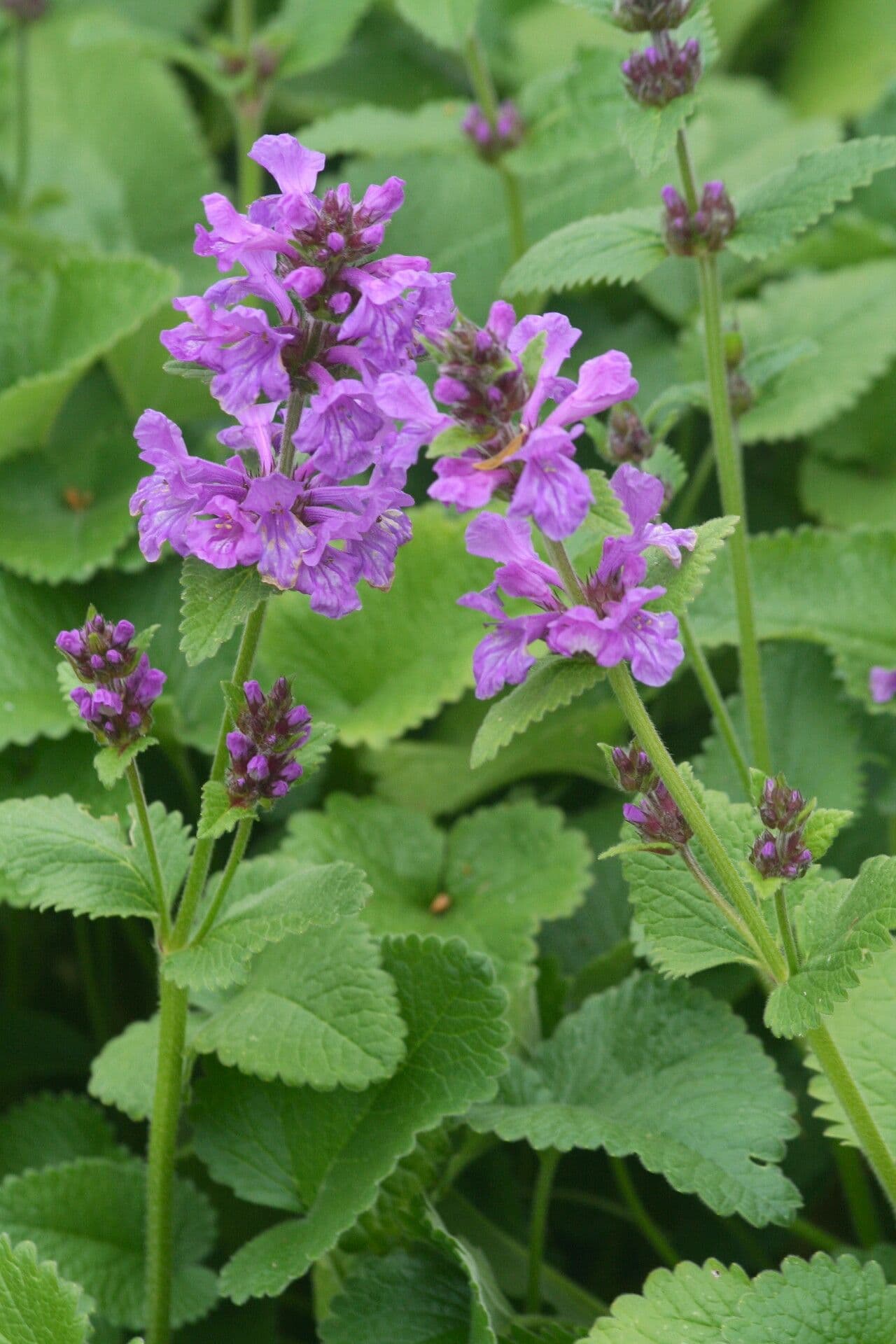 Big-sage 2