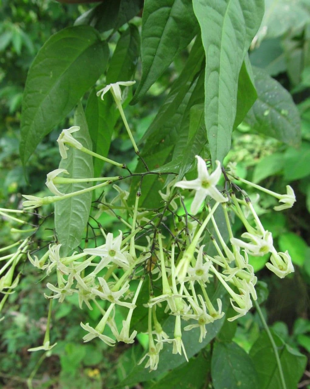 Cestrum 8