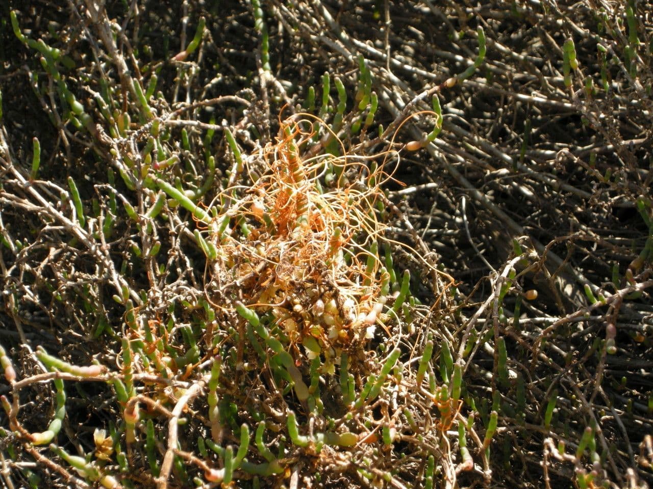 Cuscuta delle saline 17
