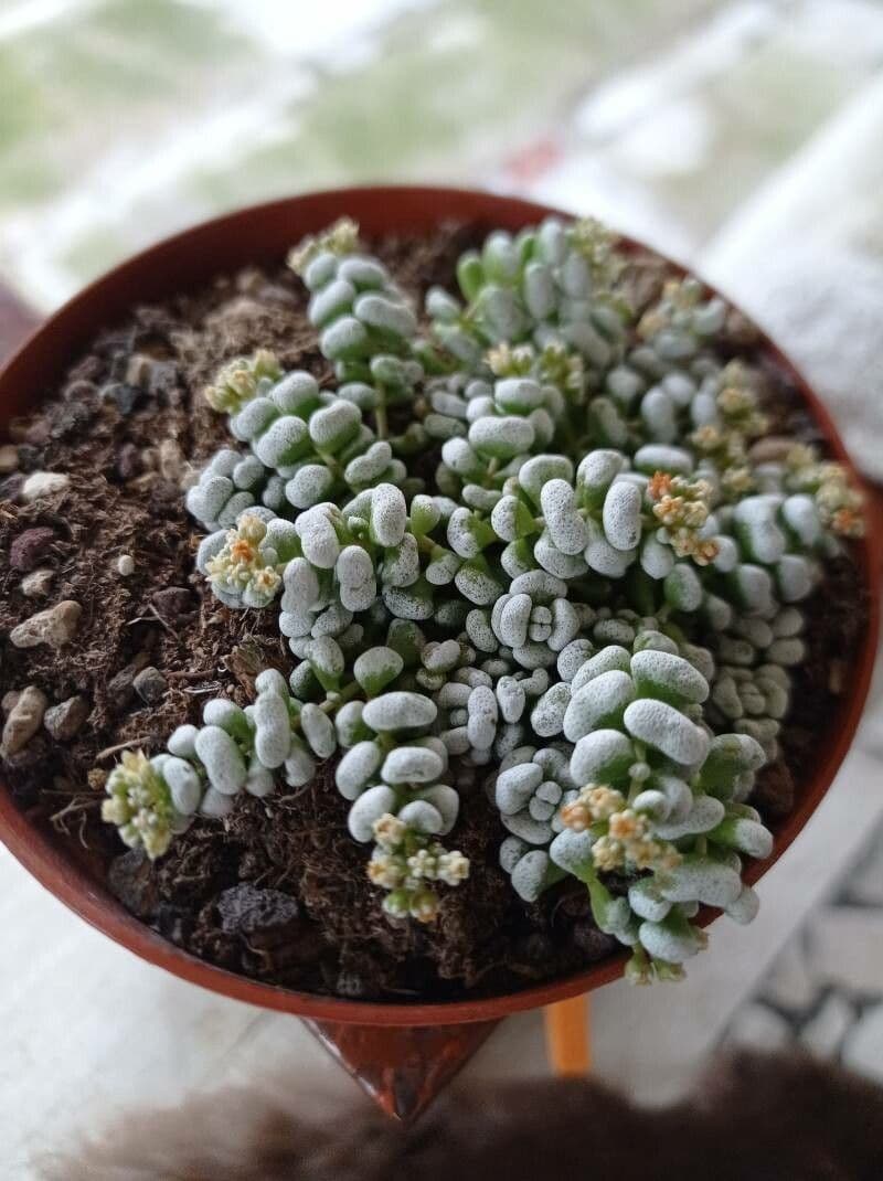 Crassula