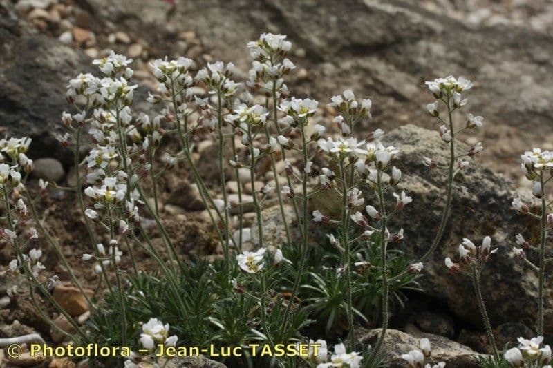 Draba dedeana 4