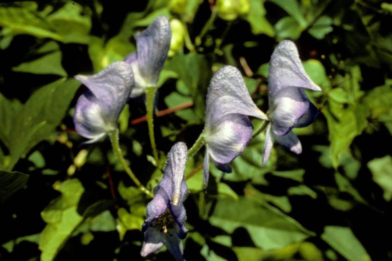 Aconito 5