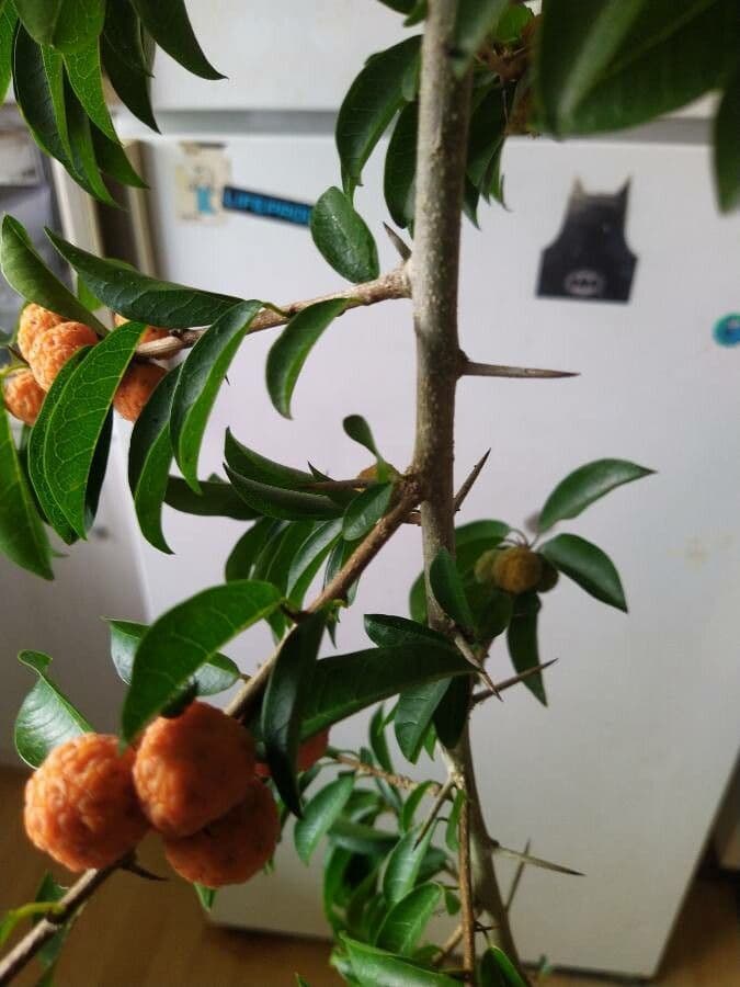 Maclura 4