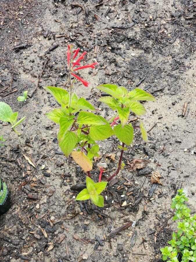 Salvia ananas 15