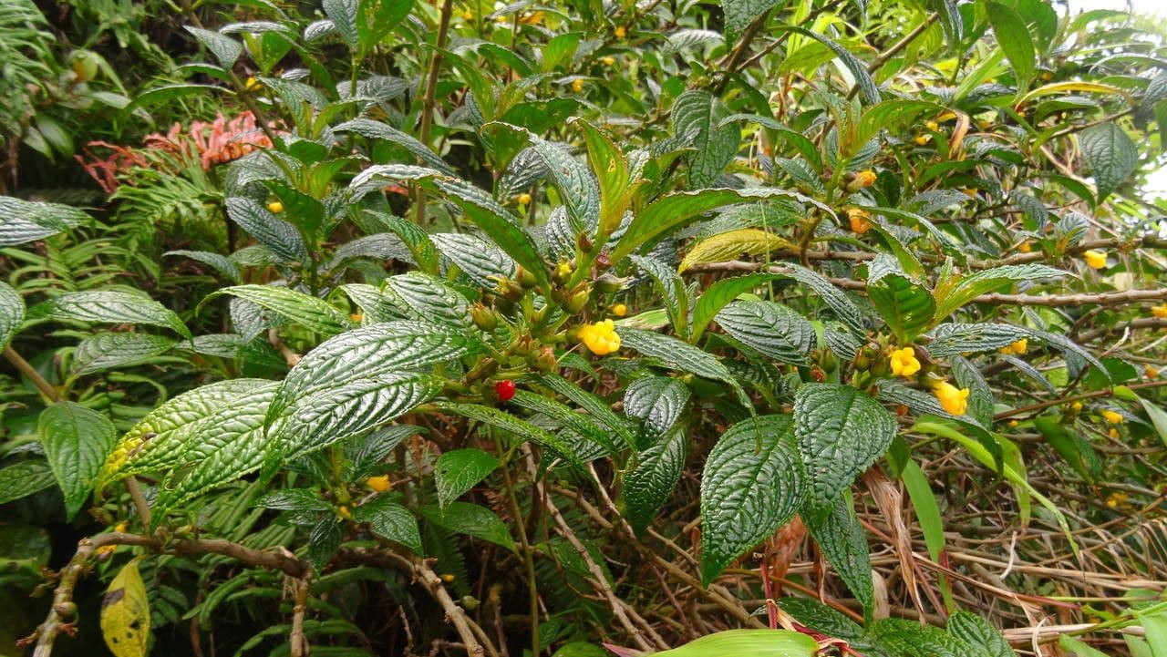 Besleria 8