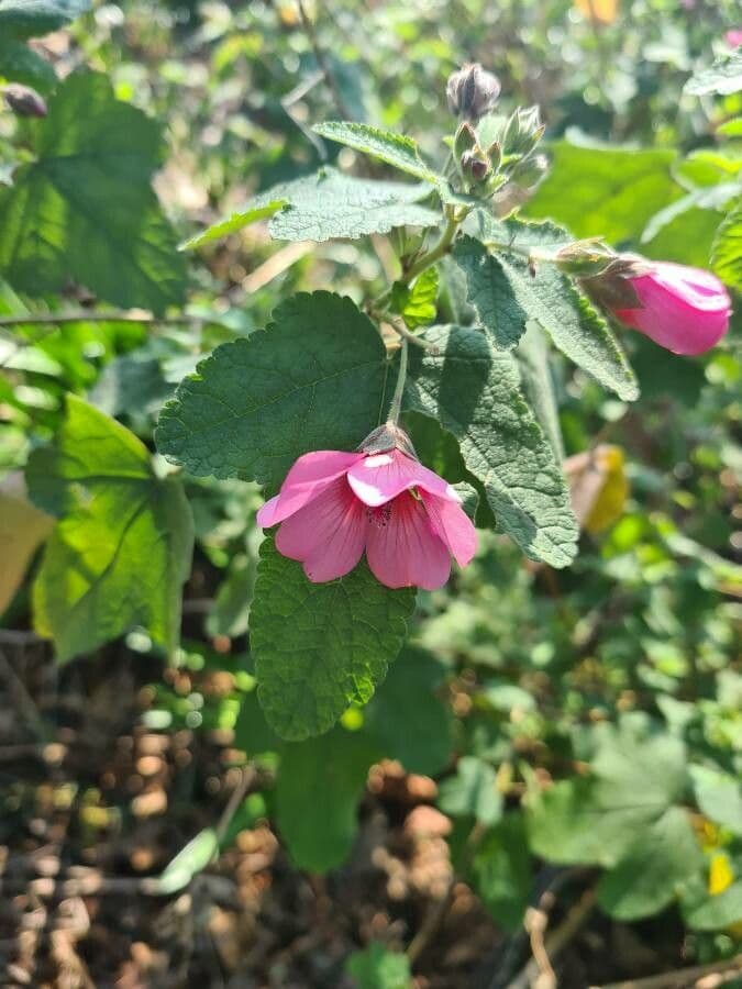 Anisodontea 3