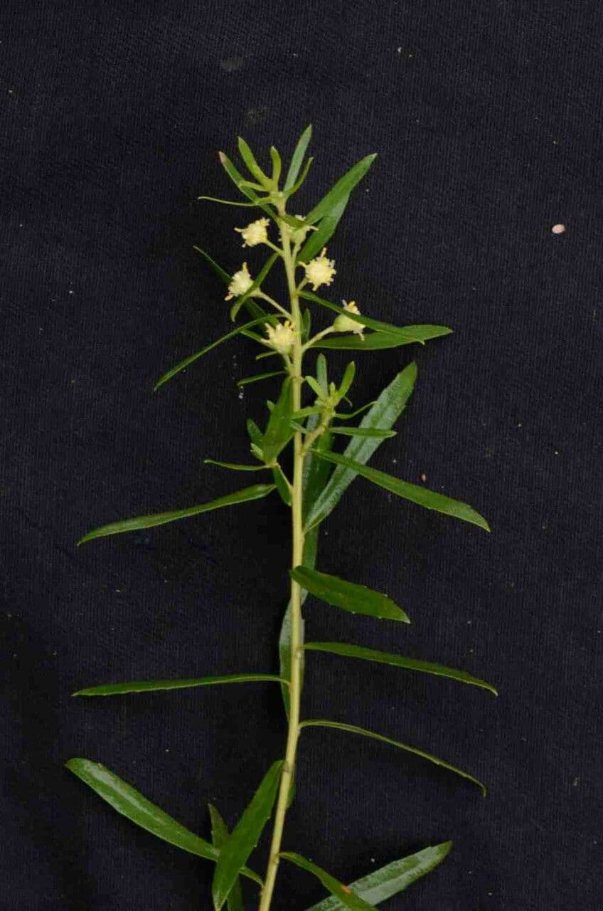 Baccharis dracunculifolia 19