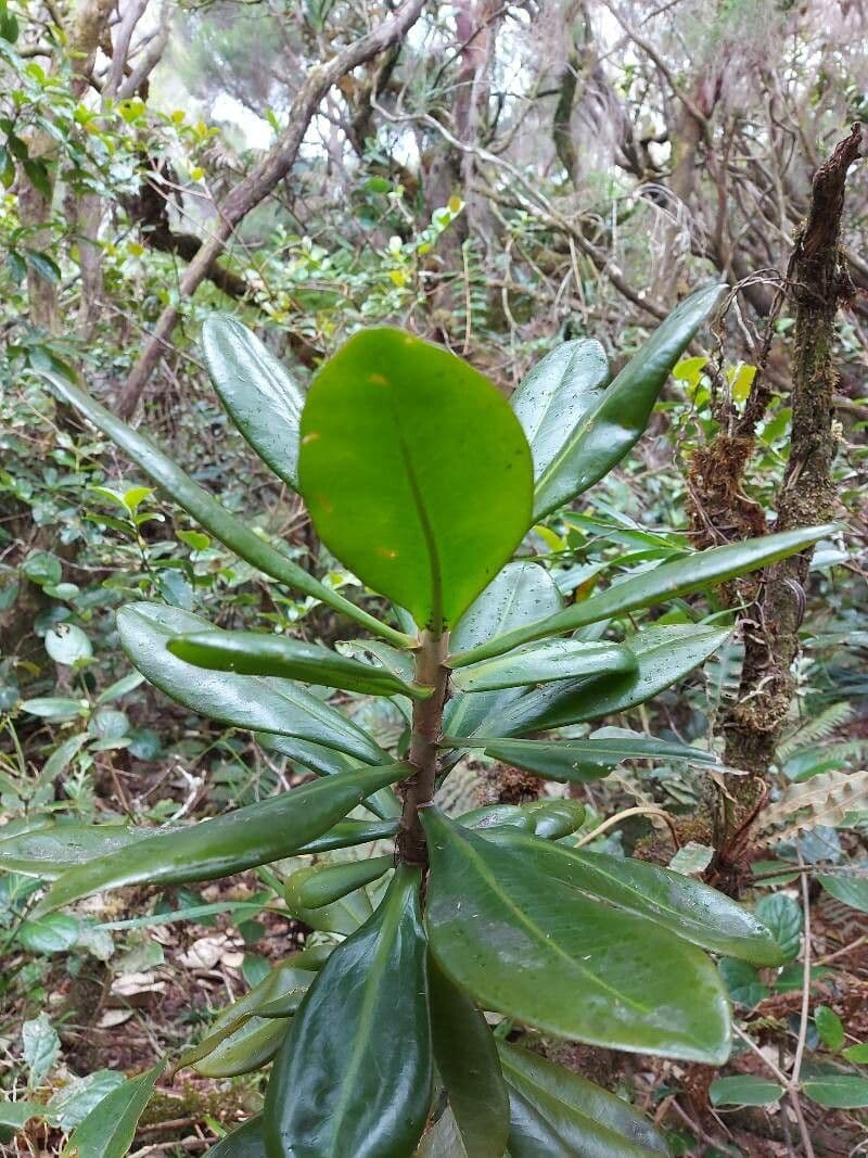 Badula fragilis 2
