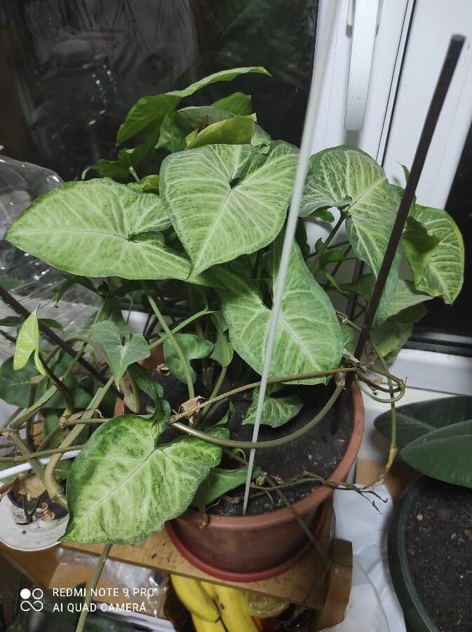 Syngonium 19