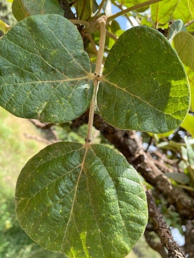 Eritrina abissina 11