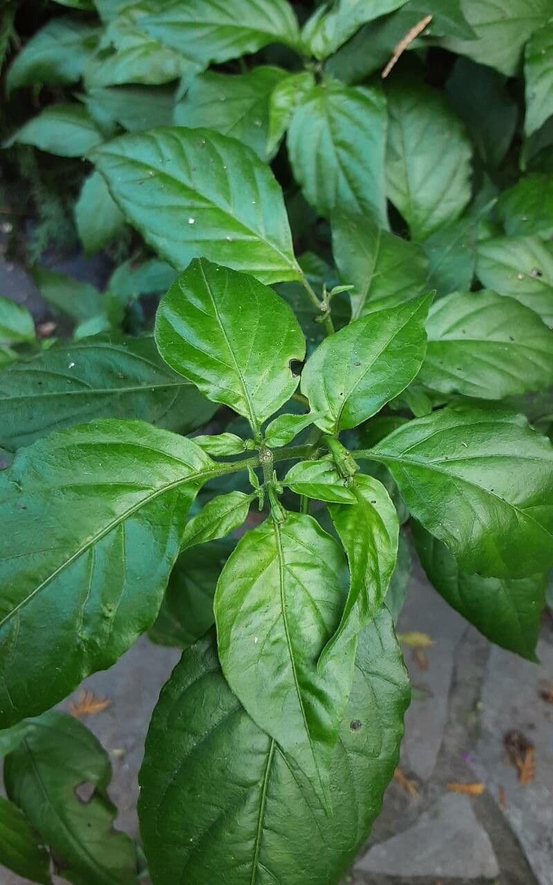 Peperoncino cinese 21